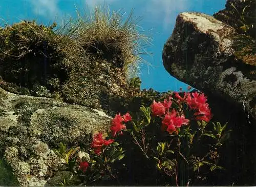 Switzerland rhododenbron