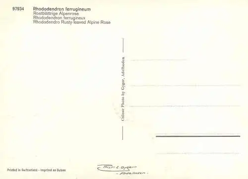 Switzerland rhododenbron