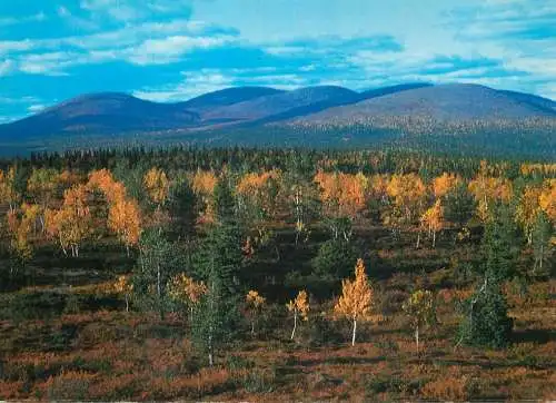 Finland Lappi Lapland forest