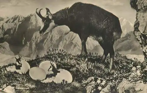 Fictional goat with eggs "Gemsennest"