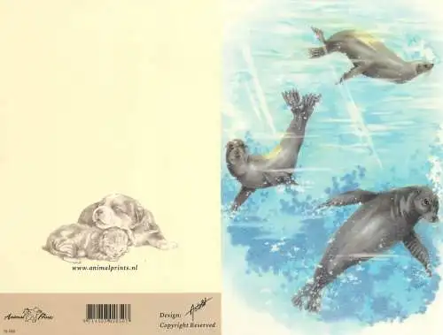 Animals sea lion seal