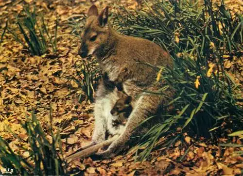 Animals Cleres zoo park kangoroo
