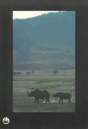 Animals Rhinoceros noir