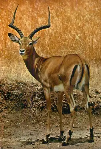 Animals Thomson gazelle
