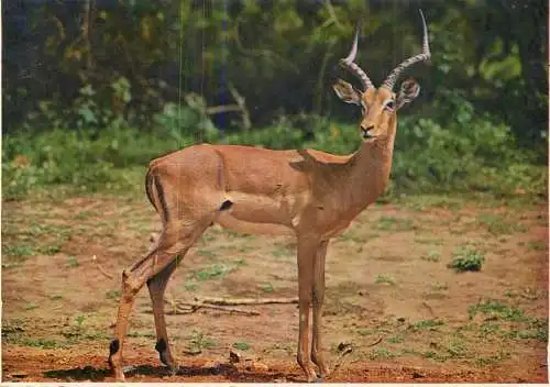Animals impala ram on the alert South Africa