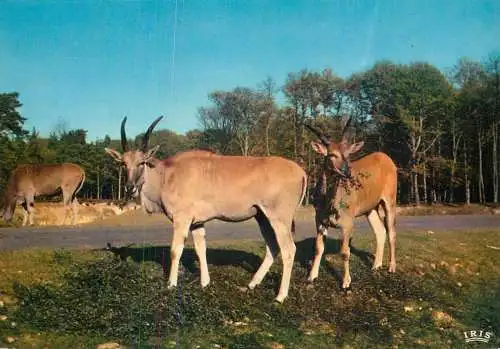 Animals elans du cap Chateau de Thoiry en Yvelines