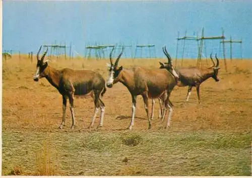 Animals South Africa buck Blesbuck