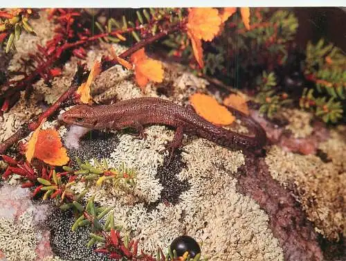 Animals vivipare lizard Cevennes