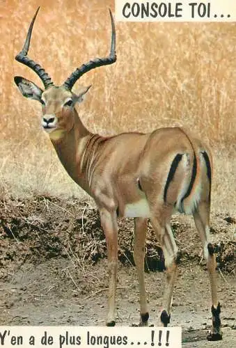 Animals antilope