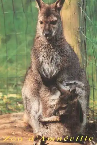 Animals wallaby cangoroo
