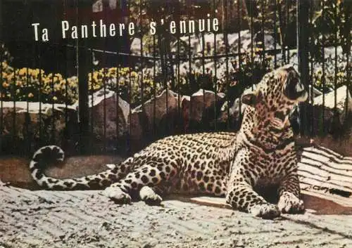 Animals India panther