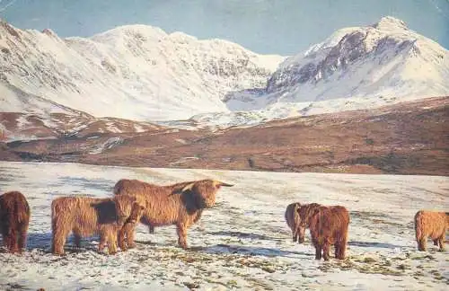 Animals Hardy highland cattle winter