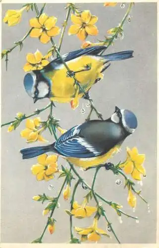 Animals bird blue winter jasmine