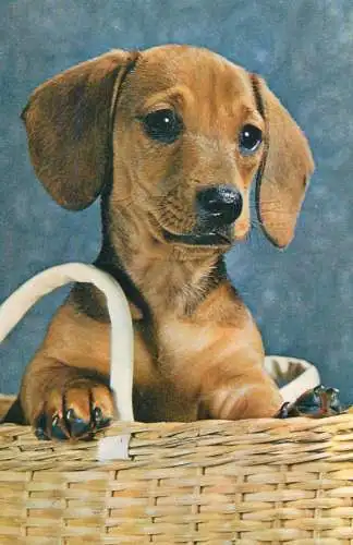 Animals dog in the basket