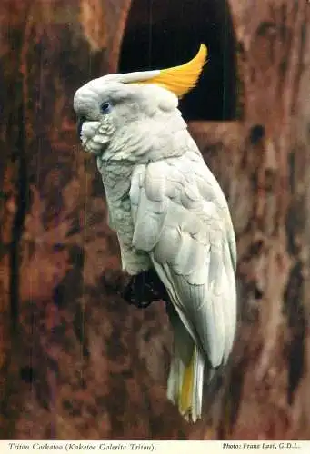 Animals bird Bourton on the water zoo Triton Cockatoo