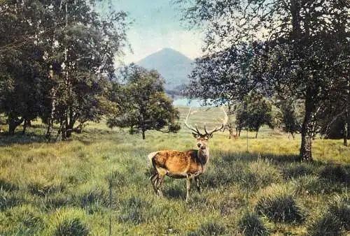 Animals red deer stag