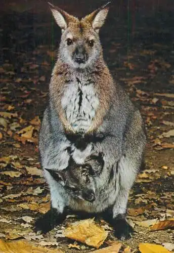 Animals wallaby australia