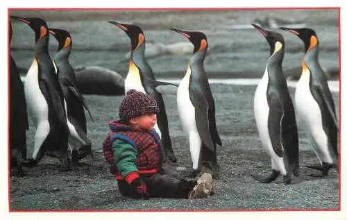 Animals king penguin