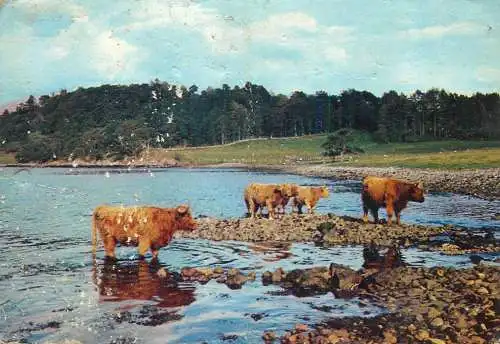 Animals highland cattle by loch etive argyll