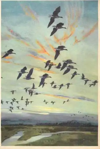 Animals bird the dumbles at daybreak