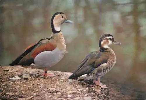 Animals bird ringed teal anas leucophyrs
