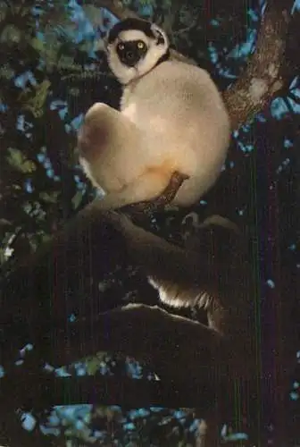 Animals apes monkeys Siffaca propithecus verreauxi