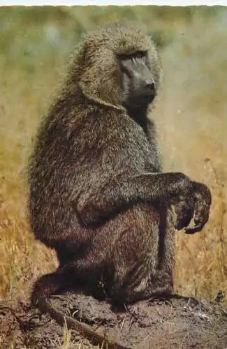 Animals apes monkeys East Africa baboon