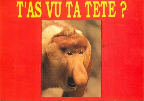 Animals apes monkeys funny nose