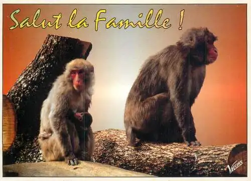 Animals apes monkeys family