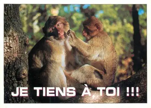 Animals apes monkeys je tiens a toi