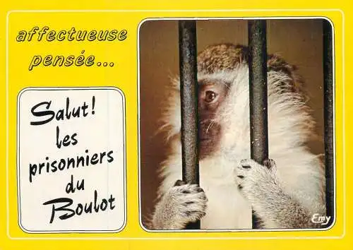 Animals apes monkeys in prison