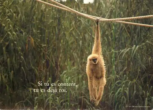 Animals apes monkeys on a rope