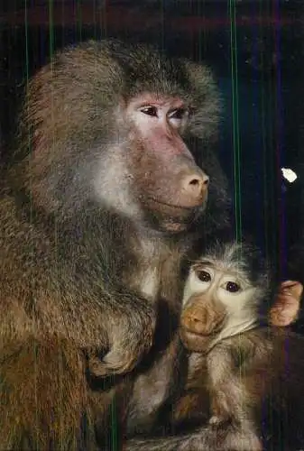 Animals apes monkeys baboons