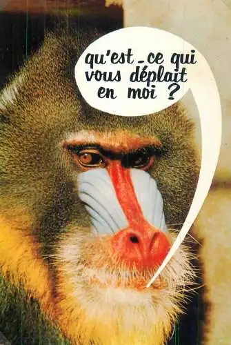 Animals apes monkeys face de singe