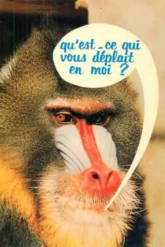Animals apes monkeys face de singe