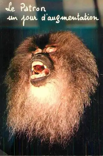 Animals apes monkeys le patron
