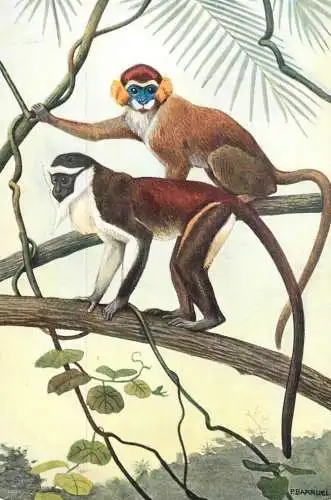Animals apes monkeys meerkatzen guenons