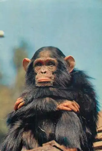 Animals apes monkeys village elder