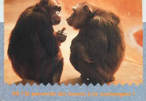 Animals apes monkeys small talk