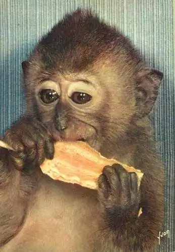 Animals apes monkeys singeries