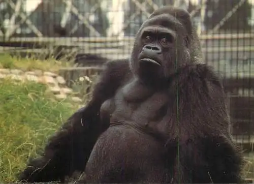 Animals apes monkeys gorilla