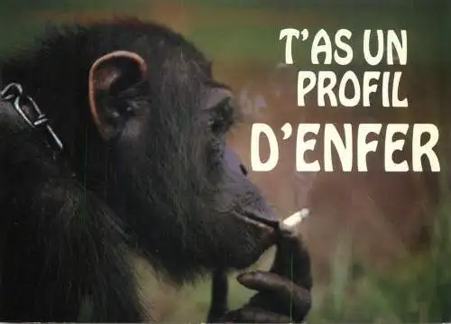 Animals apes monkeys humanized smoking