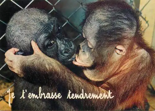 Animals apes monkeys chimp chimpanzee African fauna