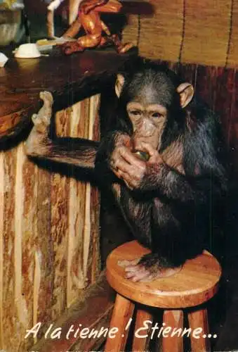 Animals apes monkeys chimp chimpanzee African fauna