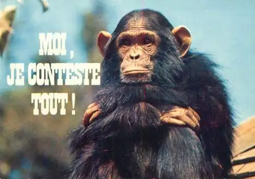 Animals apes monkeys chimp chimpanzee African fauna