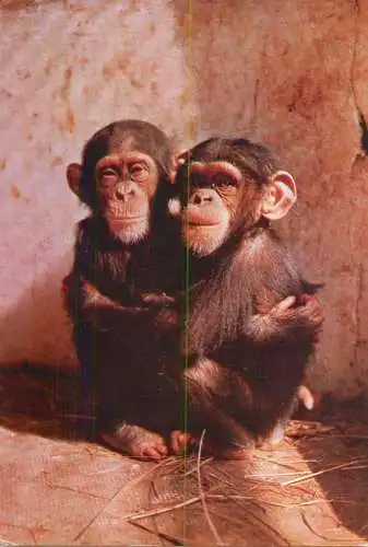 Animals apes monkeys chimp chimpanzee African fauna