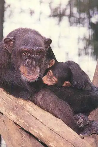 Animals apes monkeys chimp chimpanzee African fauna