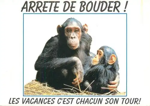 Animals apes monkeys chimp chimpanzee African fauna