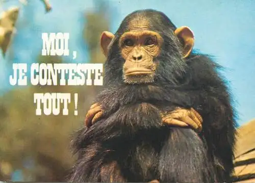 Animals apes monkeys chimp chimpanzee African fauna