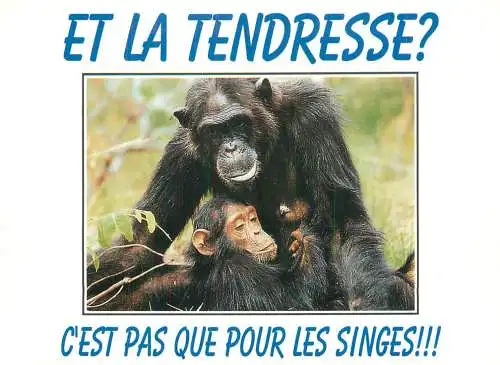 Animals apes monkeys chimp chimpanzee African fauna